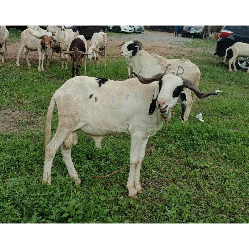 Ram (BIG II) 2024